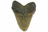 Bargain, Fossil Megalodon Tooth - Huge NC Meg #308585-2